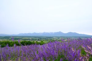 2017_0619_12561300(2)